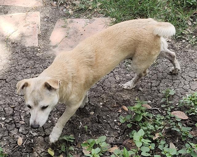 Koda