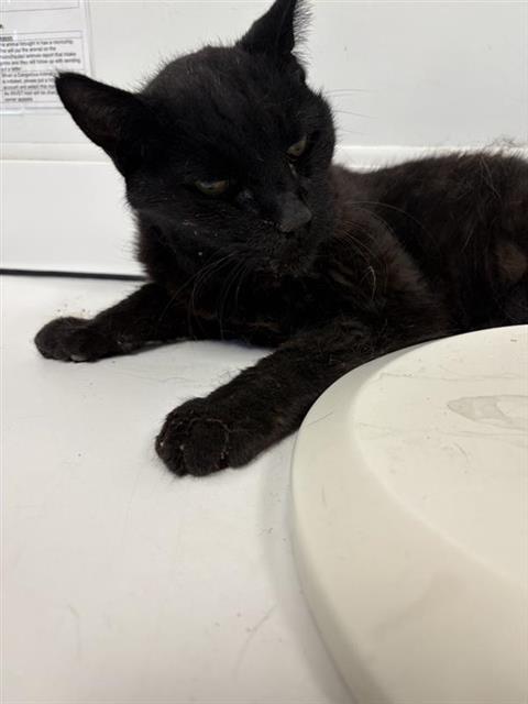 Adoptable Cat