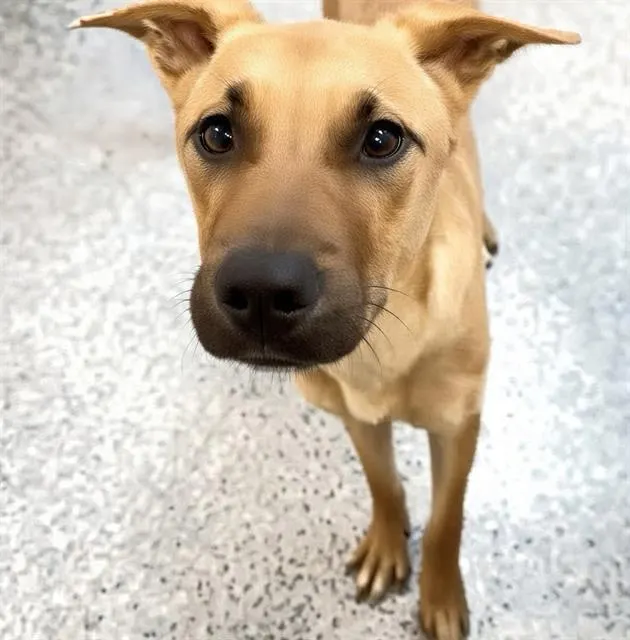 Adoptable Dog