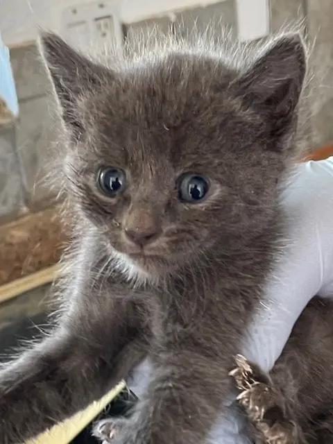 Katara