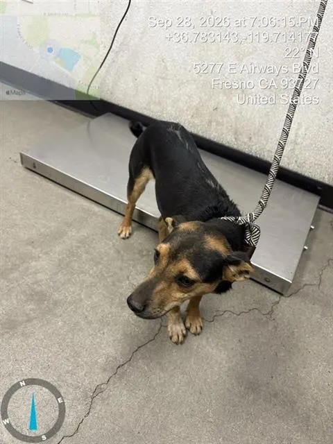 Adoptable Dog