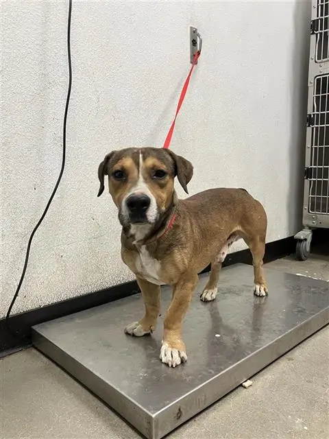 Adoptable Dog