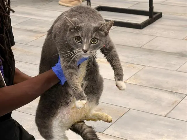 Adoptable Cat