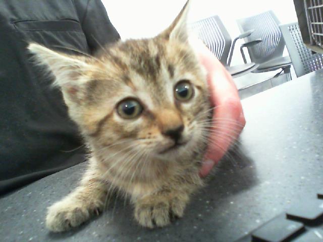 Adoptable Cat