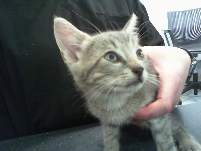 Adoptable Cat