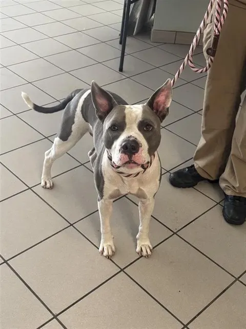 Maximus