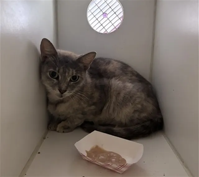 Adoptable Cat