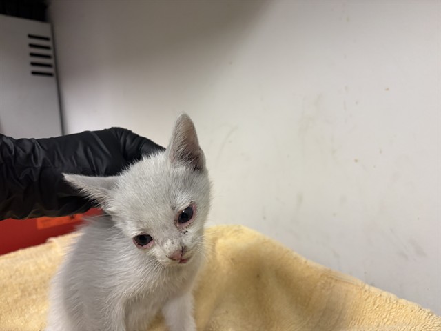 Adoptable Cat
