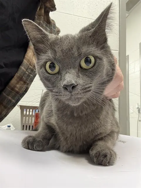 Kitty