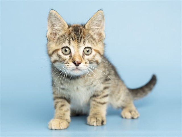 Callisto