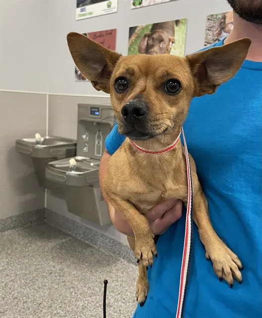 Adoptable Dog