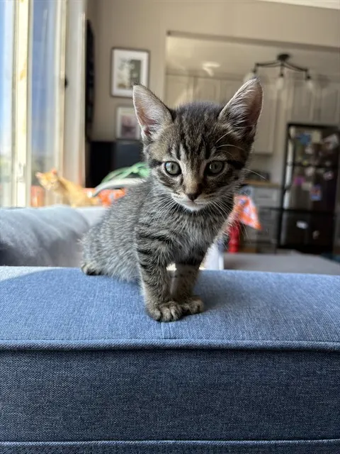 Coconut Aka Coco