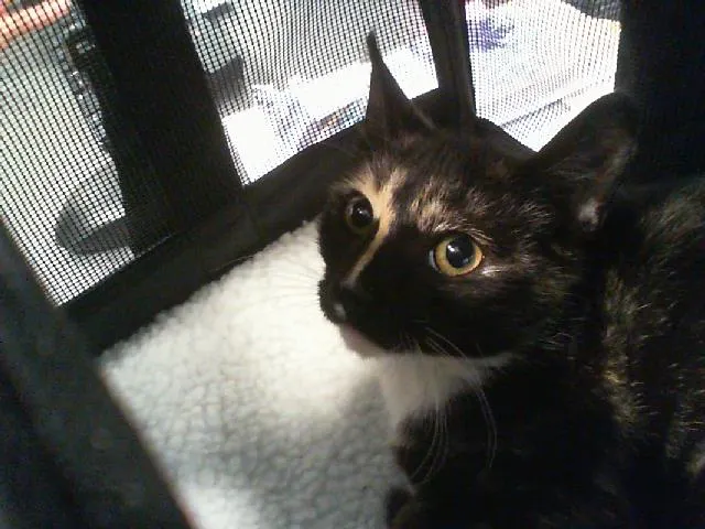 Adoptable Cat