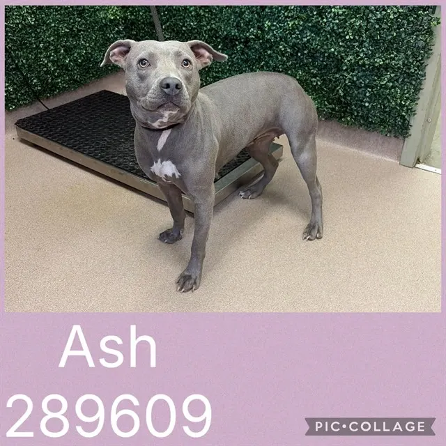 Ash