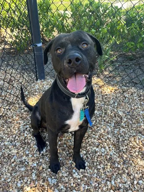Rufus