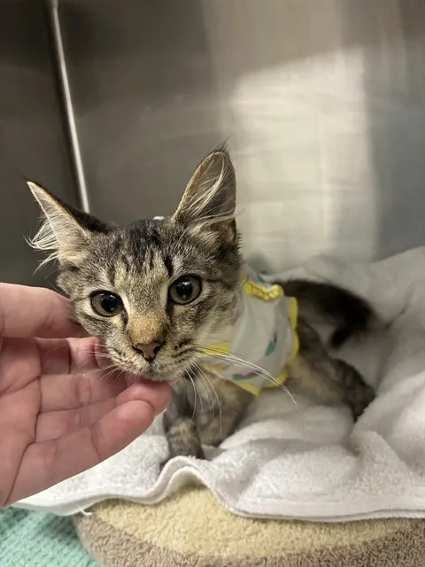 Shelter Staff Named Me *Hobbles