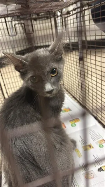Adoptable Cat