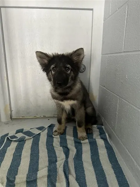 Adoptable Dog