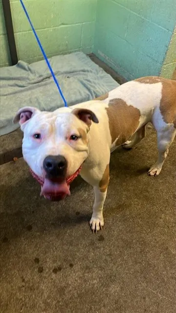 Adoptable Dog