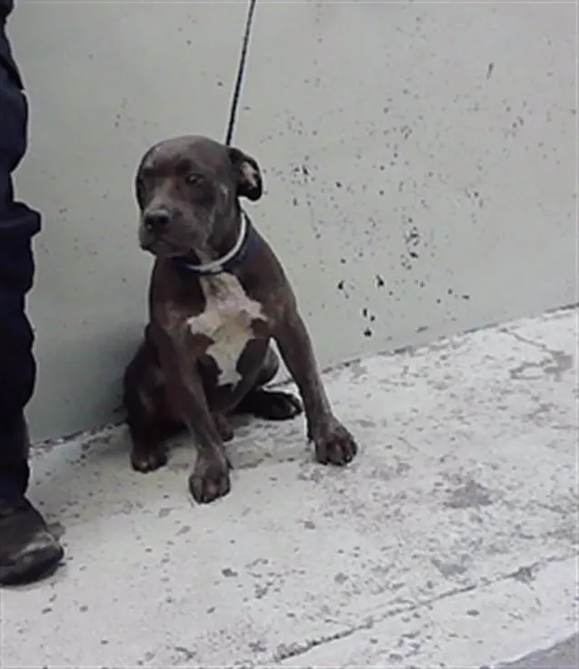 Adoptable Dog