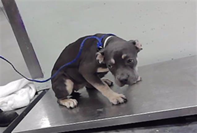 Adoptable Dog