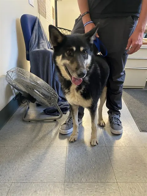Adoptable Dog