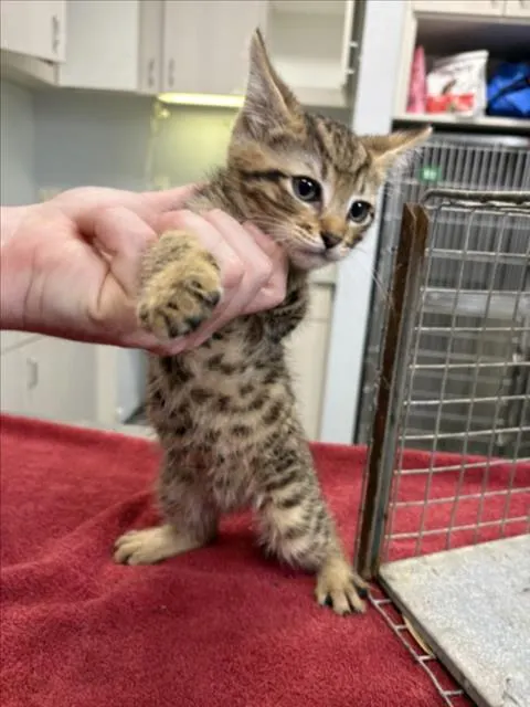 Adoptable Cat