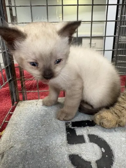 Adoptable Cat