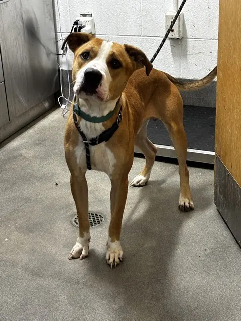 Adoptable Dog