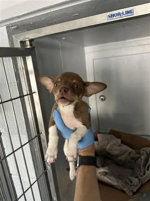 Adoptable Dog