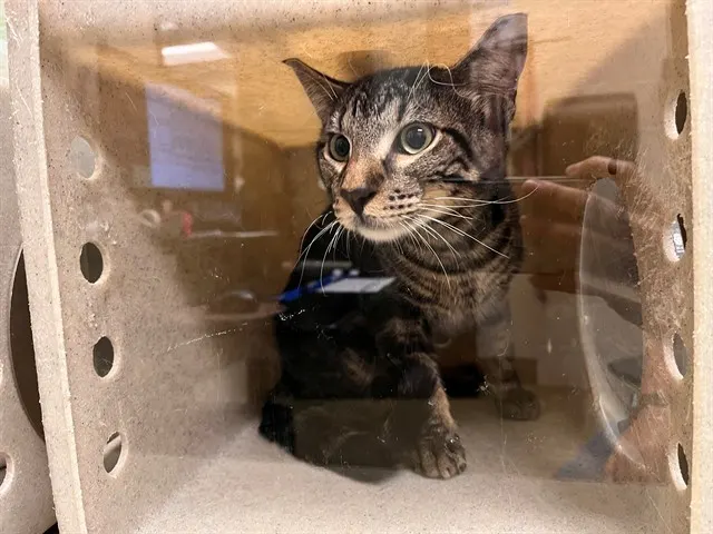 Adoptable Cat