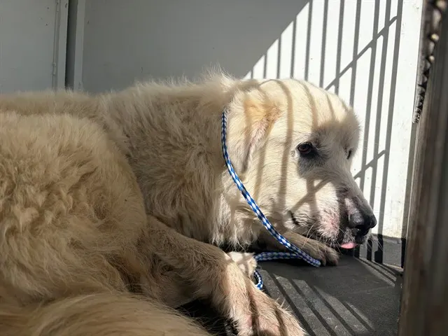 Adoptable Dog