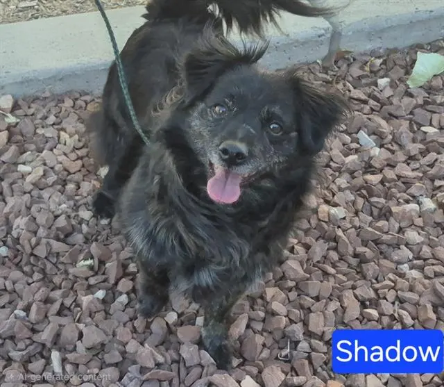 Shadow