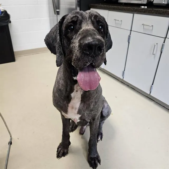 Kerchak