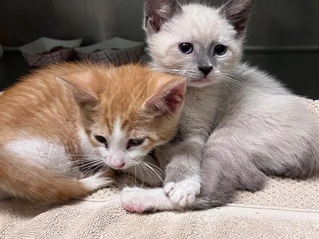 Adoptable Cat