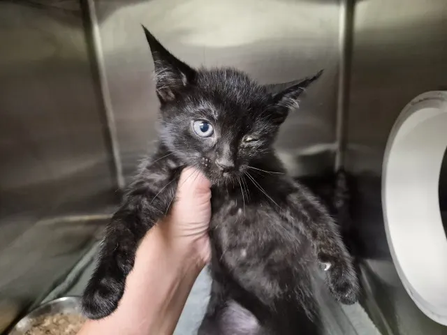 Onyx