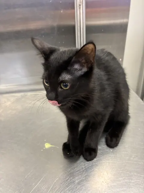 Bellatrix