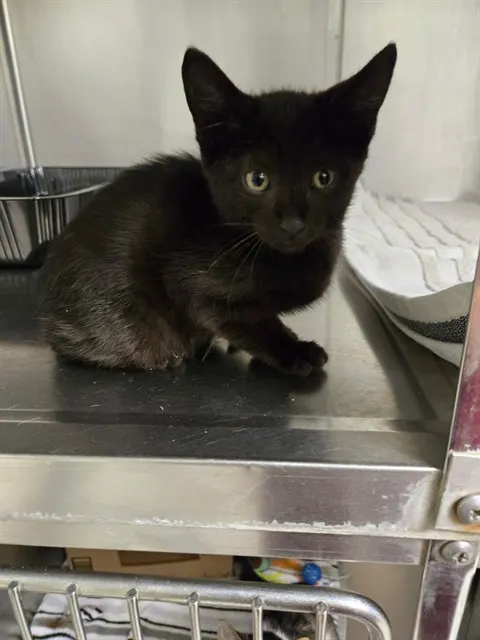 Coco