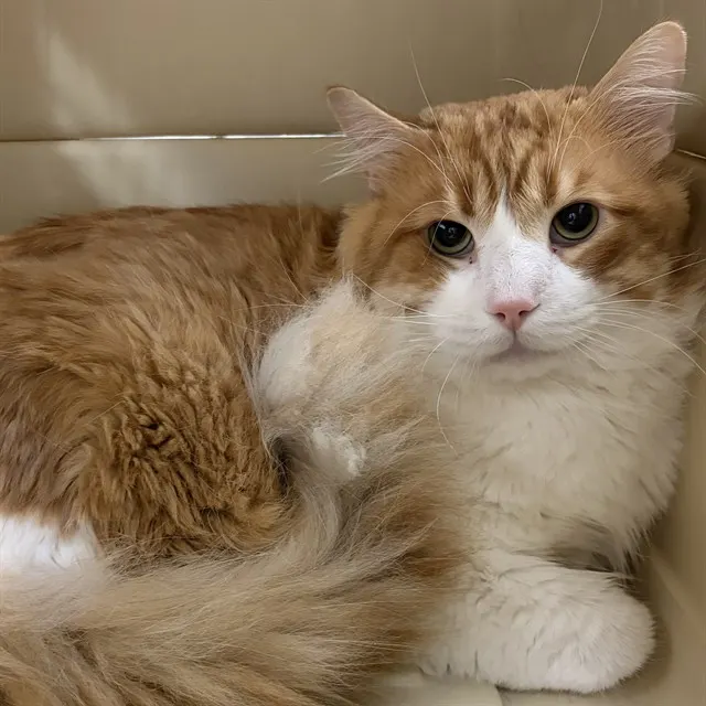 Simba
