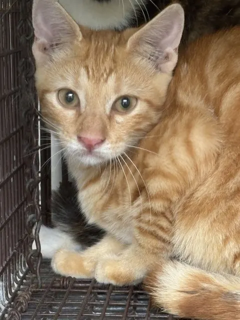 Adoptable Cat
