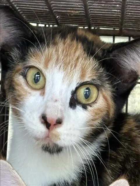 Adoptable Cat