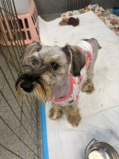 Adoptable Dog