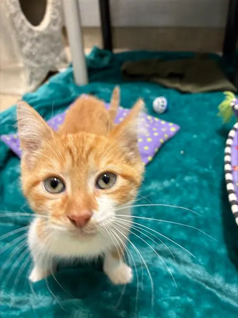 Cheddar