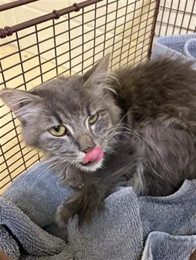 Adoptable Cat