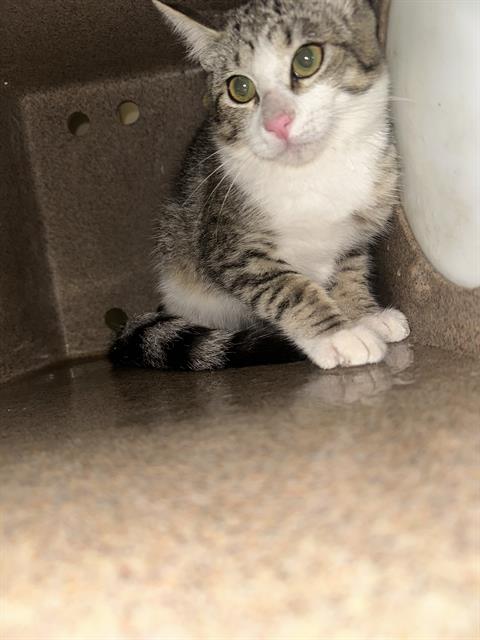 Adoptable Cat