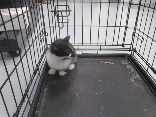Adoptable Cat