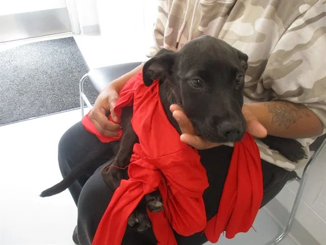 Adoptable Dog