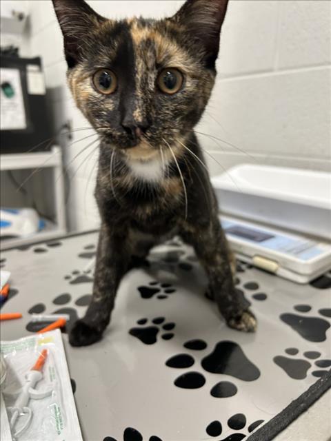 *Vesta