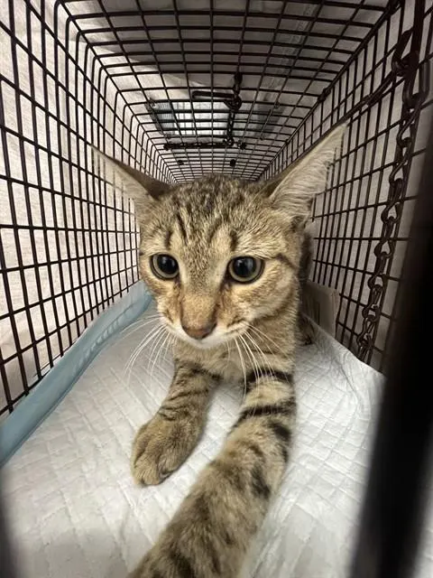 Adoptable Cat