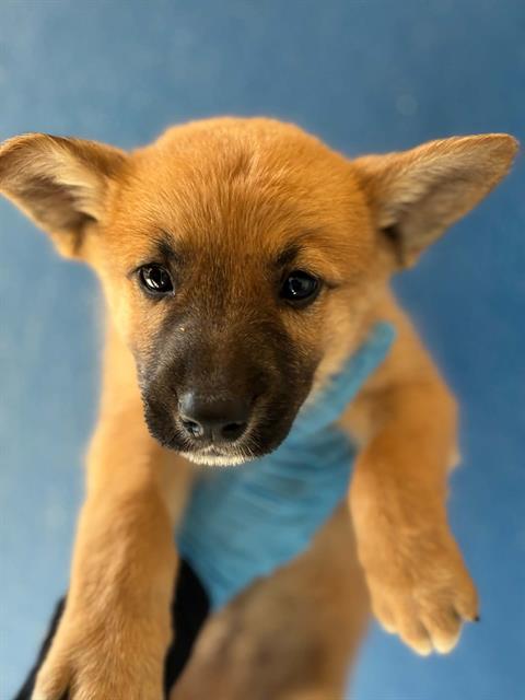 Adoptable Dog